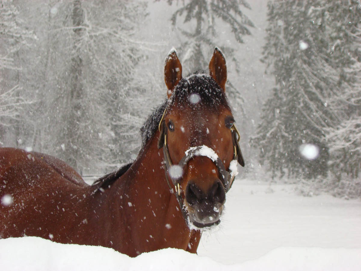 horse snow