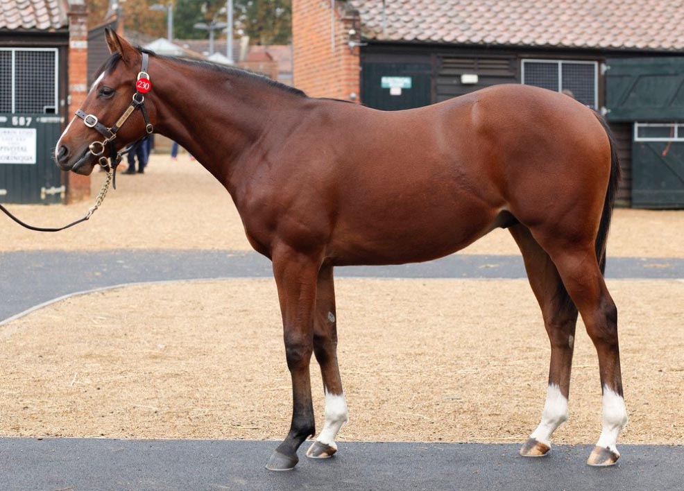 seven heavens yearling