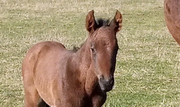 foal Nidara wallace 2020 vyrez