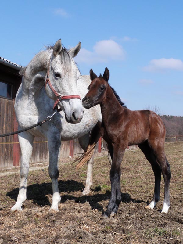 Calistegia Normen foal