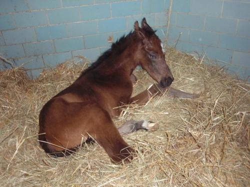 Camill foal
