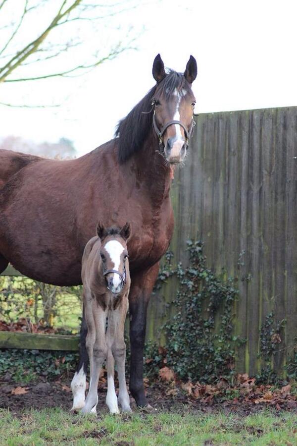 Frankel foal ns1