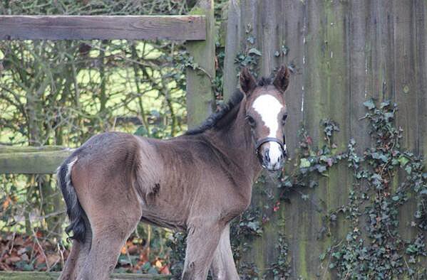 Frankel foal ns2