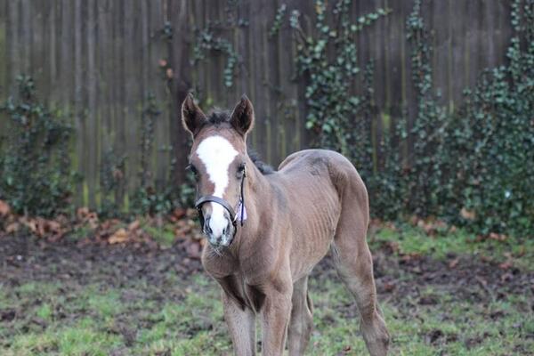 Frankel foal ns3