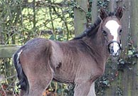 Frankel foal ns titul