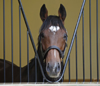 Frankel stallion