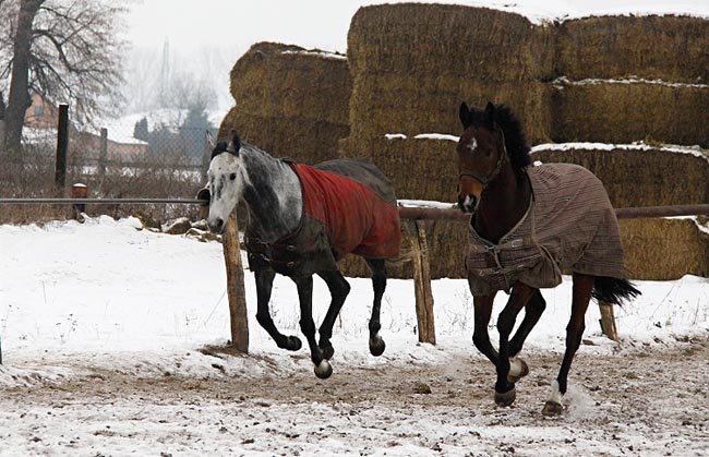 Horakova Onix Natik