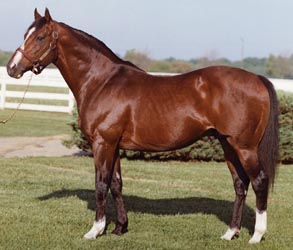 NorthernDancer2