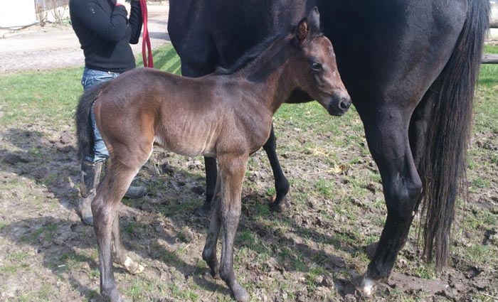 Rhyme Melody foal2013