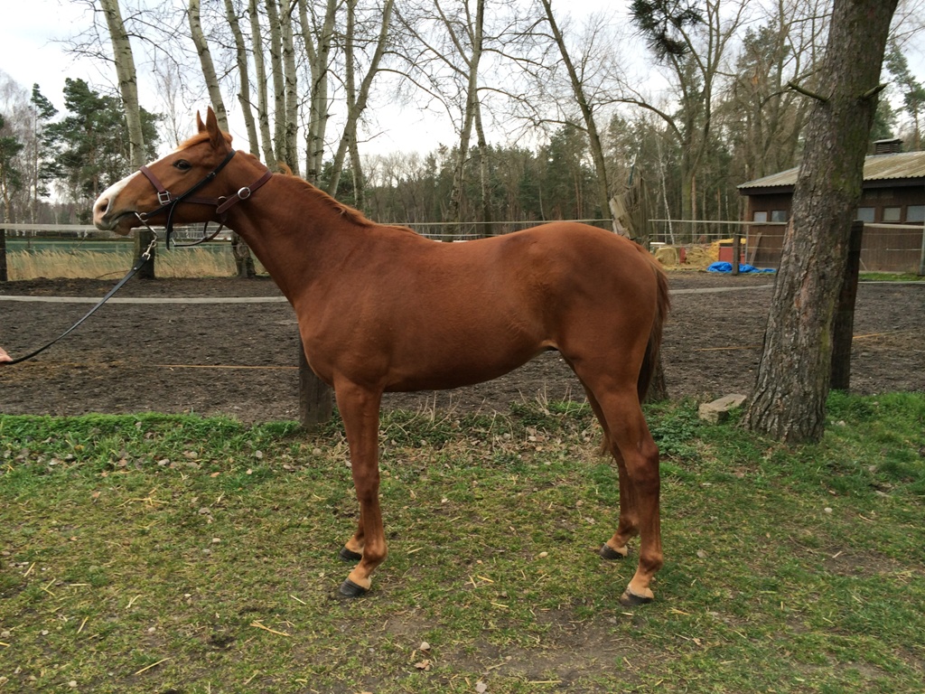 VanaT Charismatic