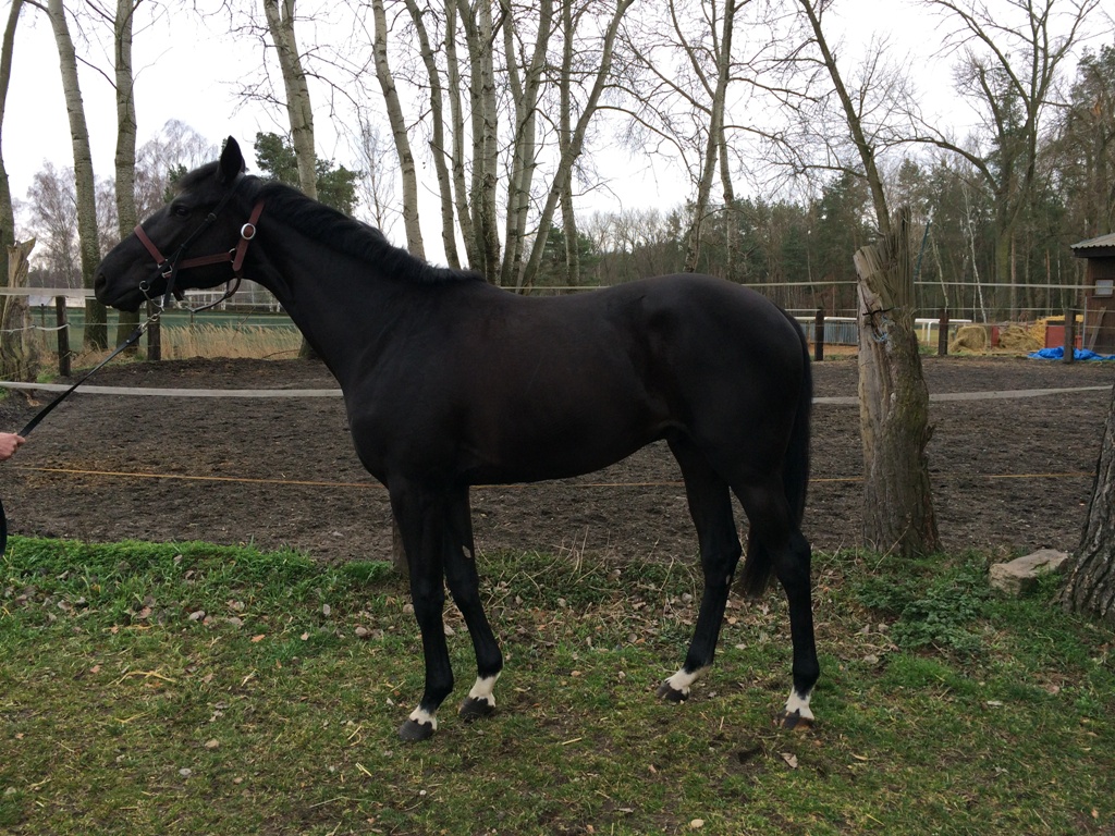 VanaT Reventon