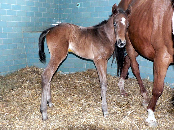 Vapeta foal 2013