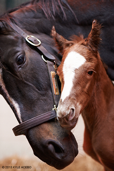 Zenyatta foal 2013