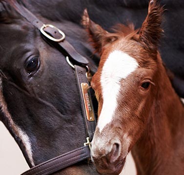 Zenyatta foal 2013 2