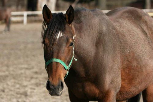 anjou