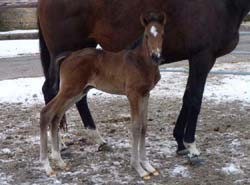 arganta foal
