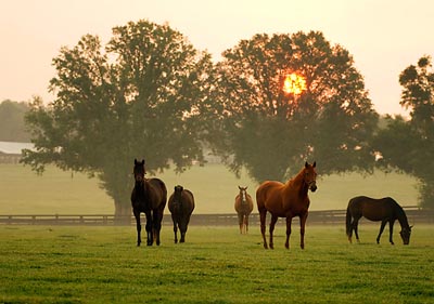 broodmares