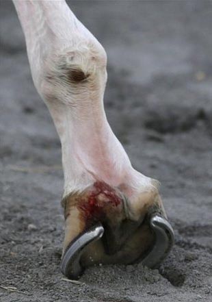 cc leg