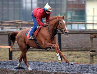 darhorse ilustr