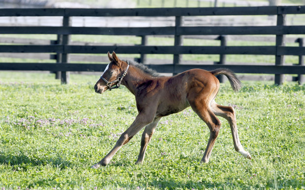 foal