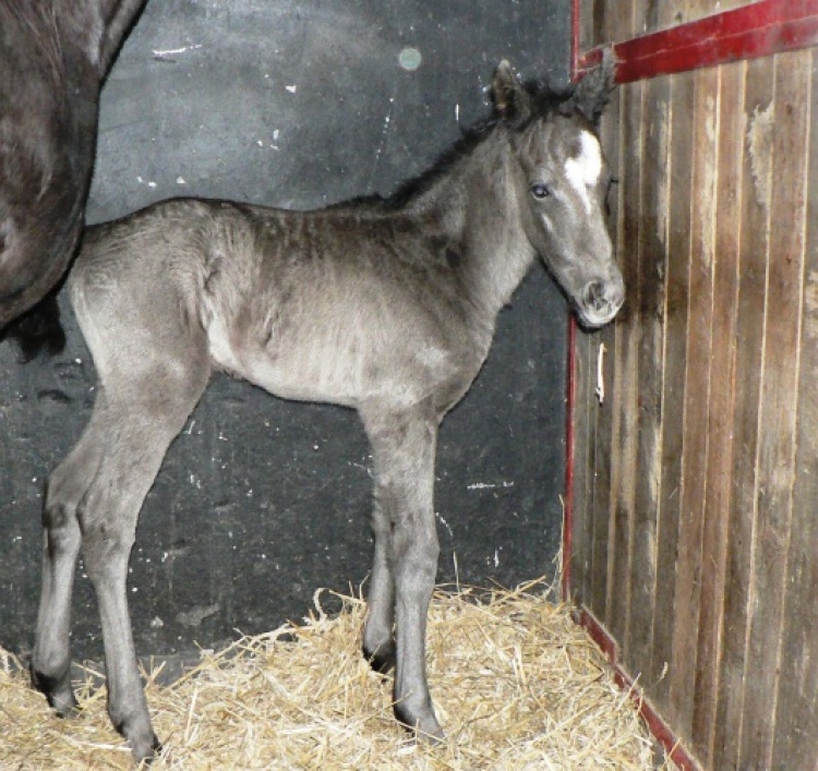 foal 2014 zPelagiefl