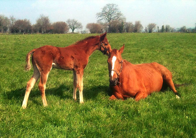 foal Next Desert  Irish Queen