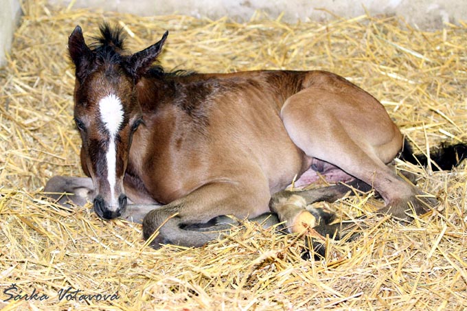 foal Vltava 2013