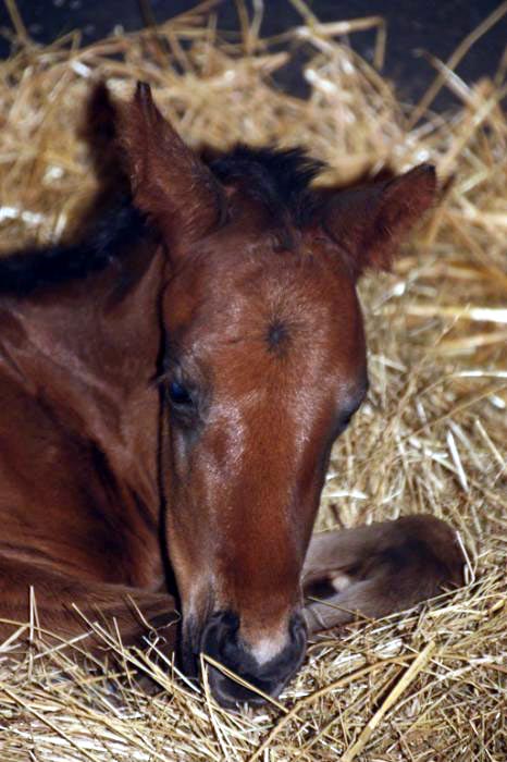foal anjou 2014