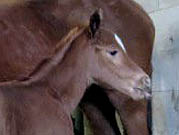 foal bless 2014