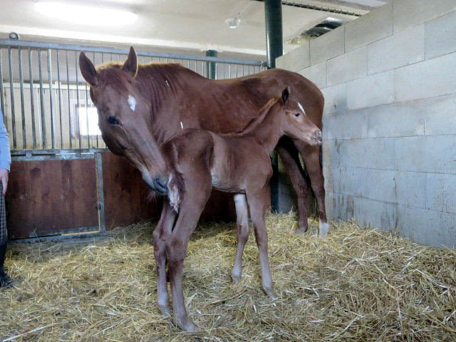 foal blessyoupinksox 2014