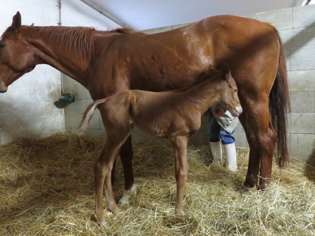 foal corcovada 2014