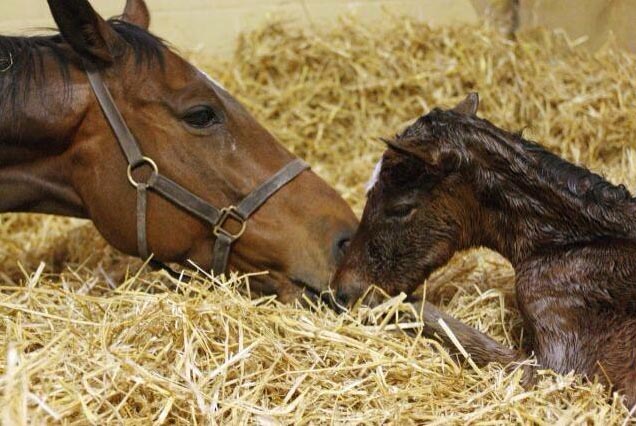 foal danedream frankel