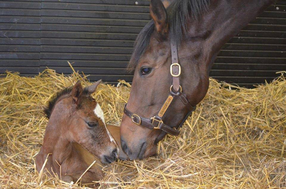 foal danedream frankel true