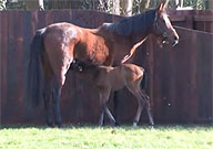 foal frankel midday