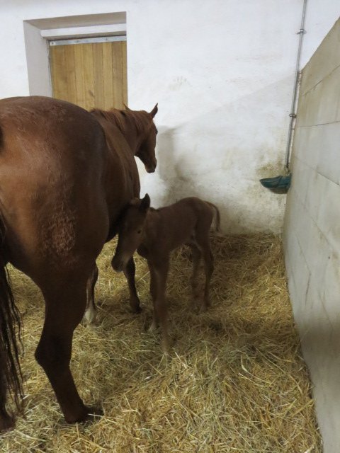 foal linda 2014