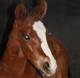 foal rog fabriana2