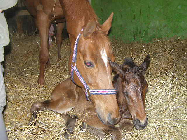 foal serena 2014