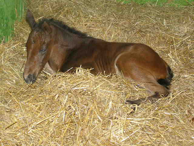 foal serena 2014 2