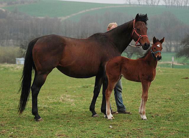 foal sonka 2014 1b