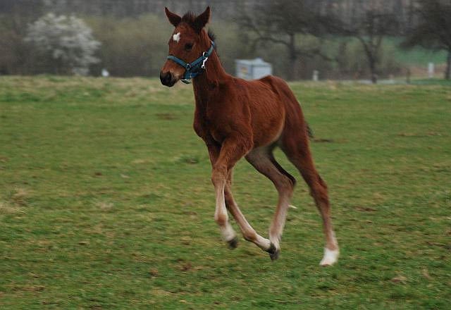 foal sonka 2014 2