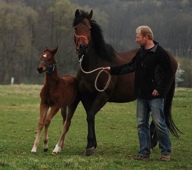 foal sonka 2014 3