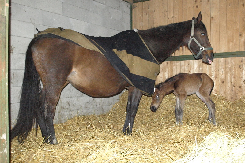 foal verna 2014