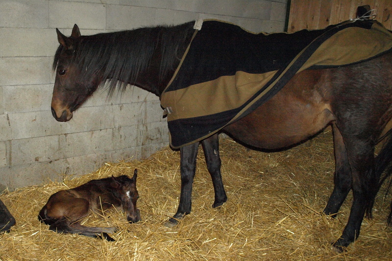 foal verna 2014 2
