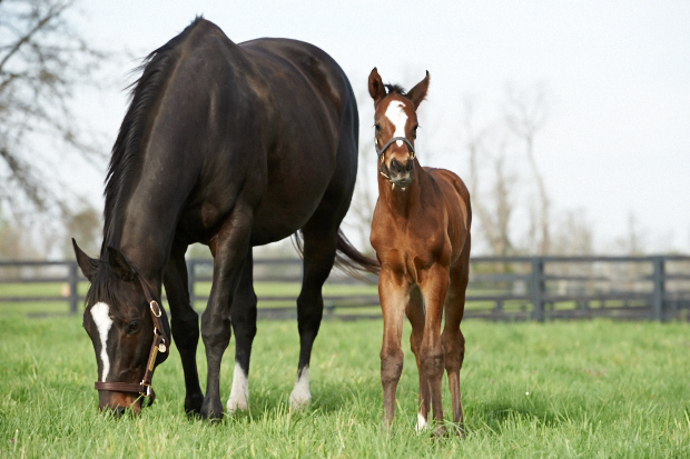 foal zenyatta 2014