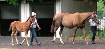 frankel ff