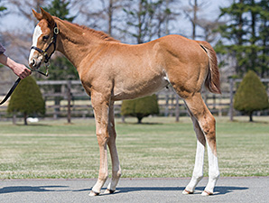 frankel foal goodwoodmarch