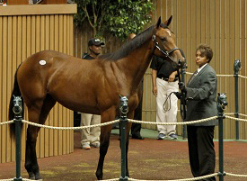 hip541keesept