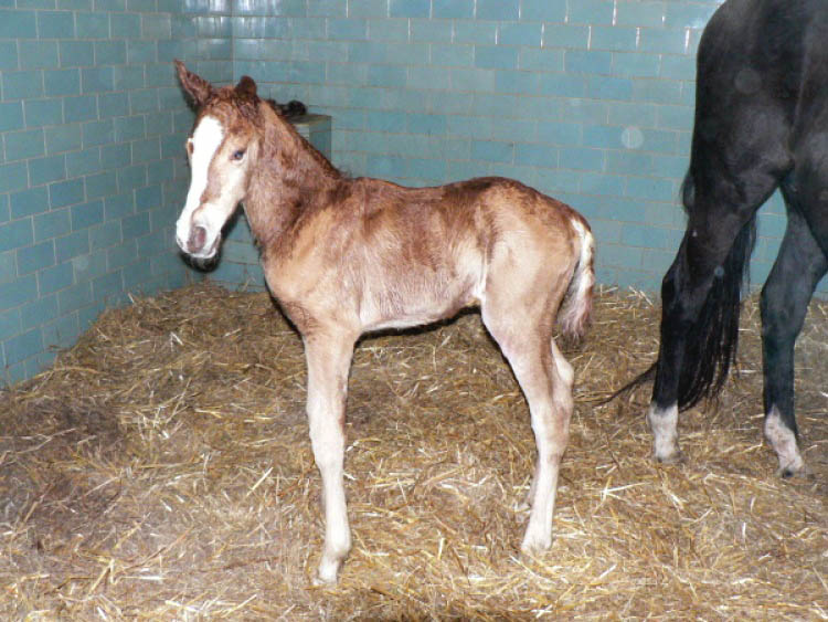 rya foal