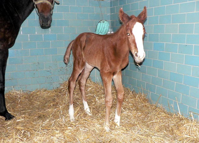 shercana foal 2013