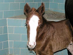 shercana foal 2013 2